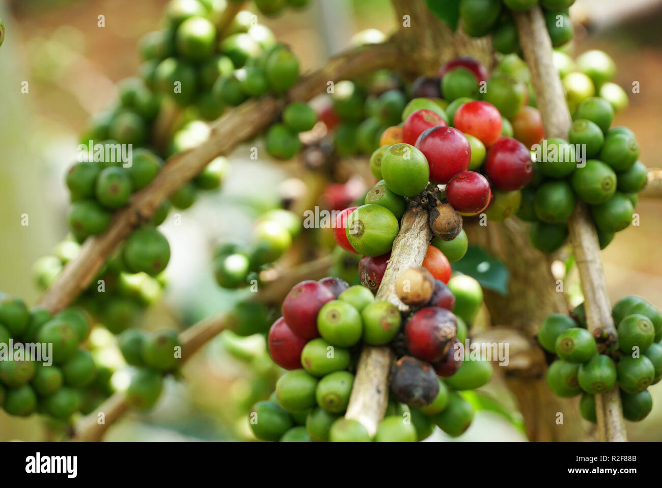 Fermer en rouge et le café vert sur une branche du caféier, selective focus. Banque D'Images