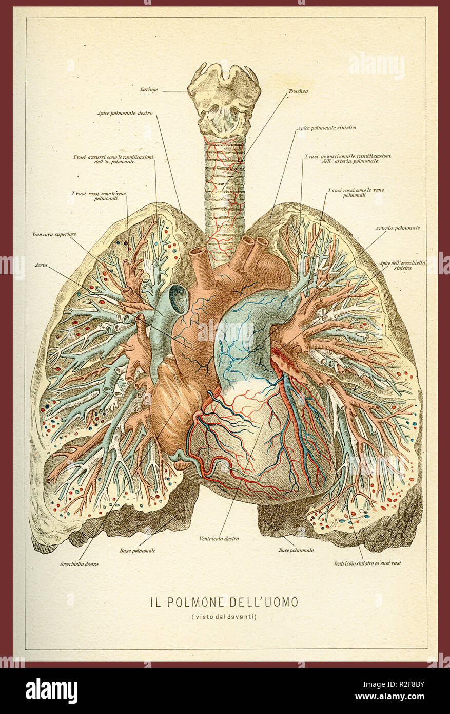 Vintage table des couleurs de l'anatomie, les poumons et le coeur la circulation du sang avec des descriptions anatomiques Italien Banque D'Images