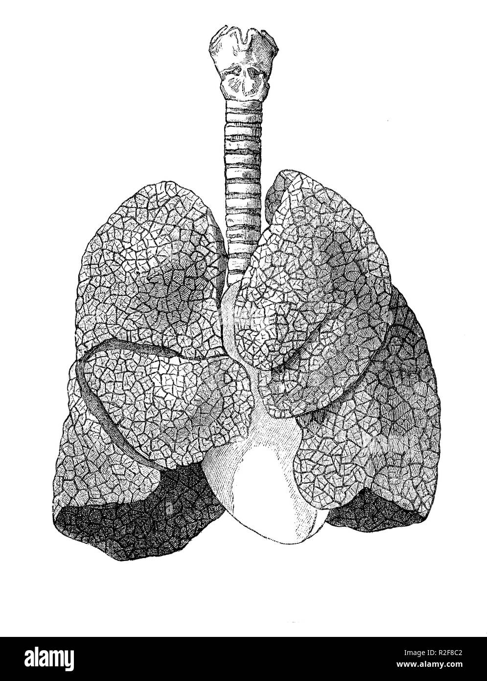 Vintage illustration de l'anatomie, les poumons et la trachée Banque D'Images