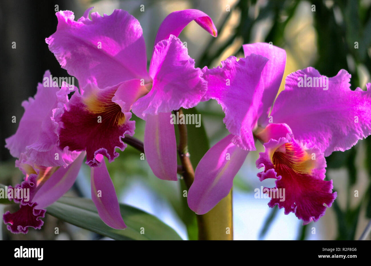 Les Hybrides de Cattleya Photo Stock - Alamy