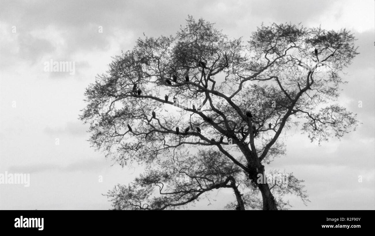 Une batalha de Tabatô La bataille de Tabato Année : 2013 Guinée-bissau / Portugal Réalisation : João Viana Banque D'Images