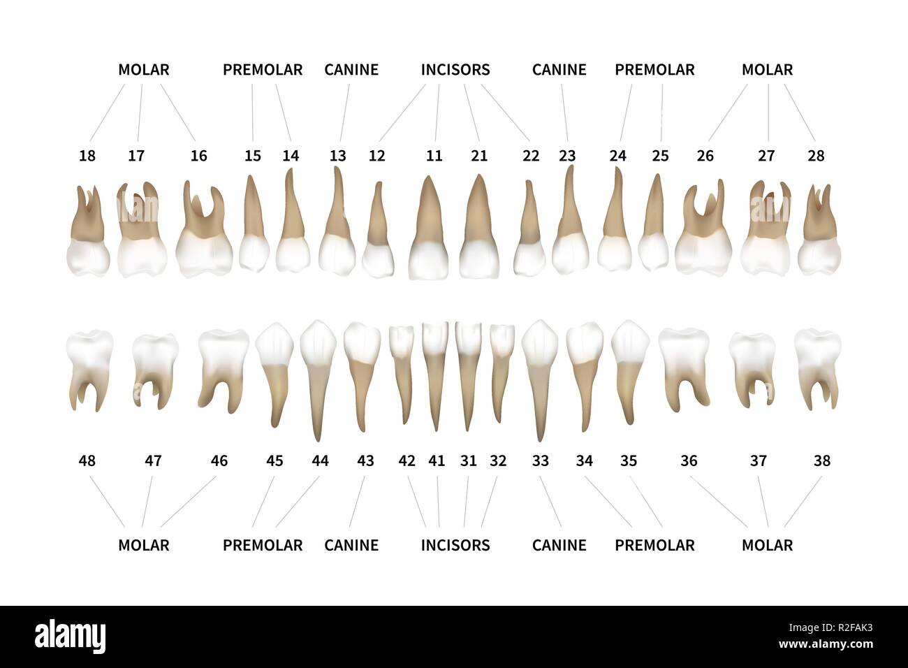 La dentition humaine tableau infographique complet avec les numéros de dents pour les mâchoires supérieures et inférieures sur blanc Illustration de Vecteur