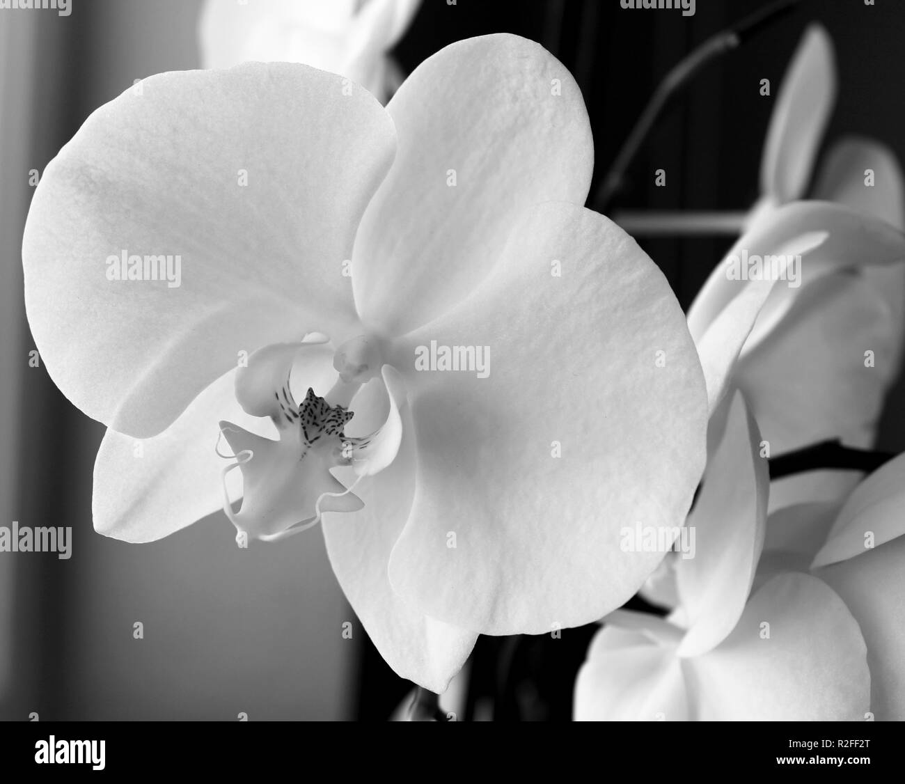 Orchidée Fleur Blanc Noir Blanc Banque Dimages Photo