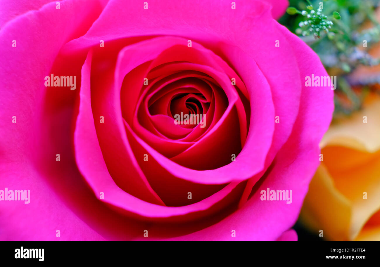Close up of red rose petals Banque D'Images
