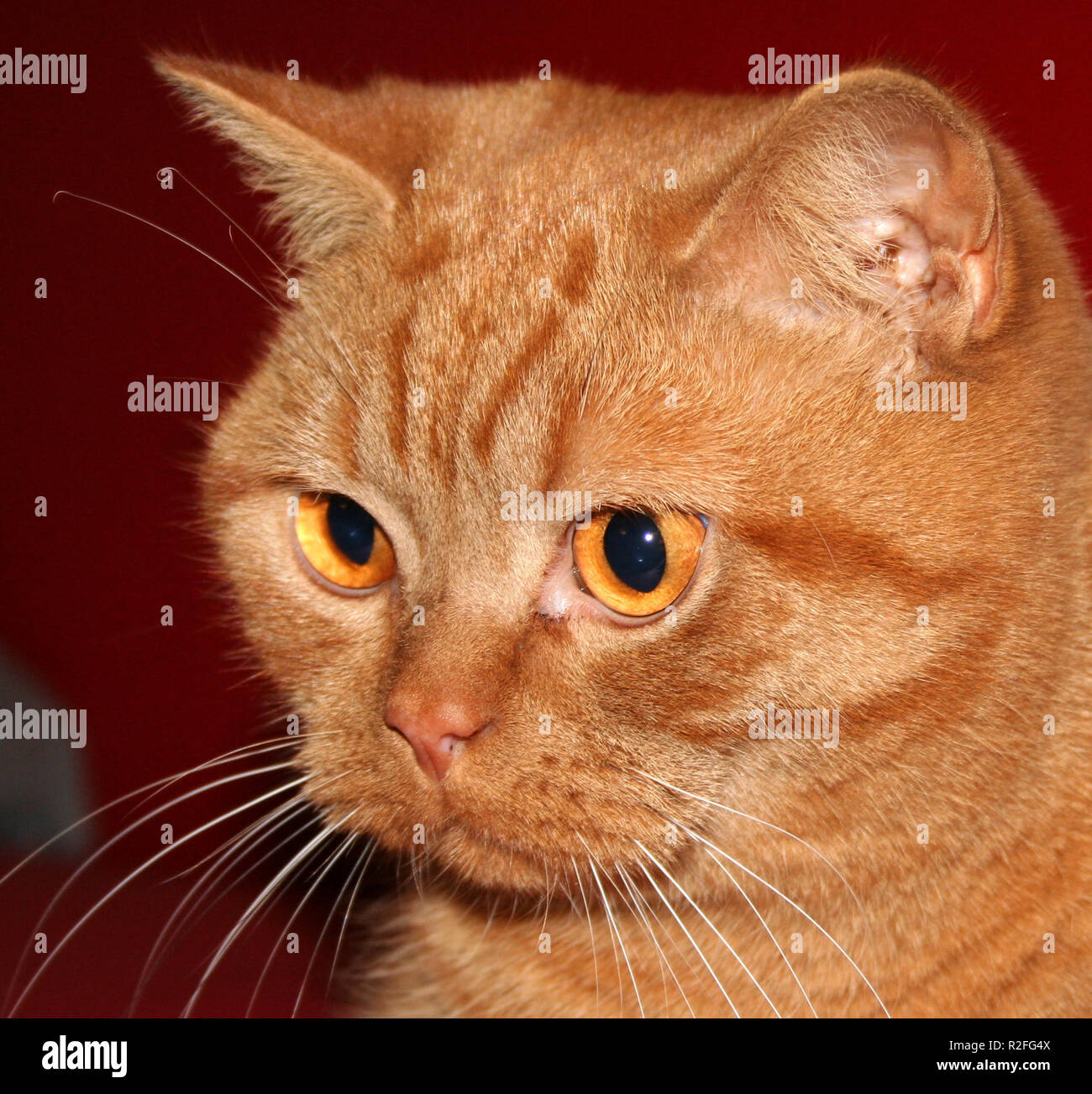 intérêt Banque D'Images