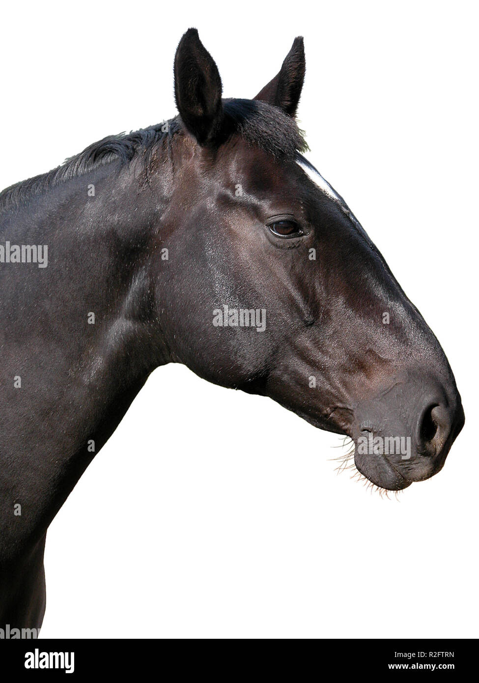 Tête de cheval noir - en option Banque D'Images