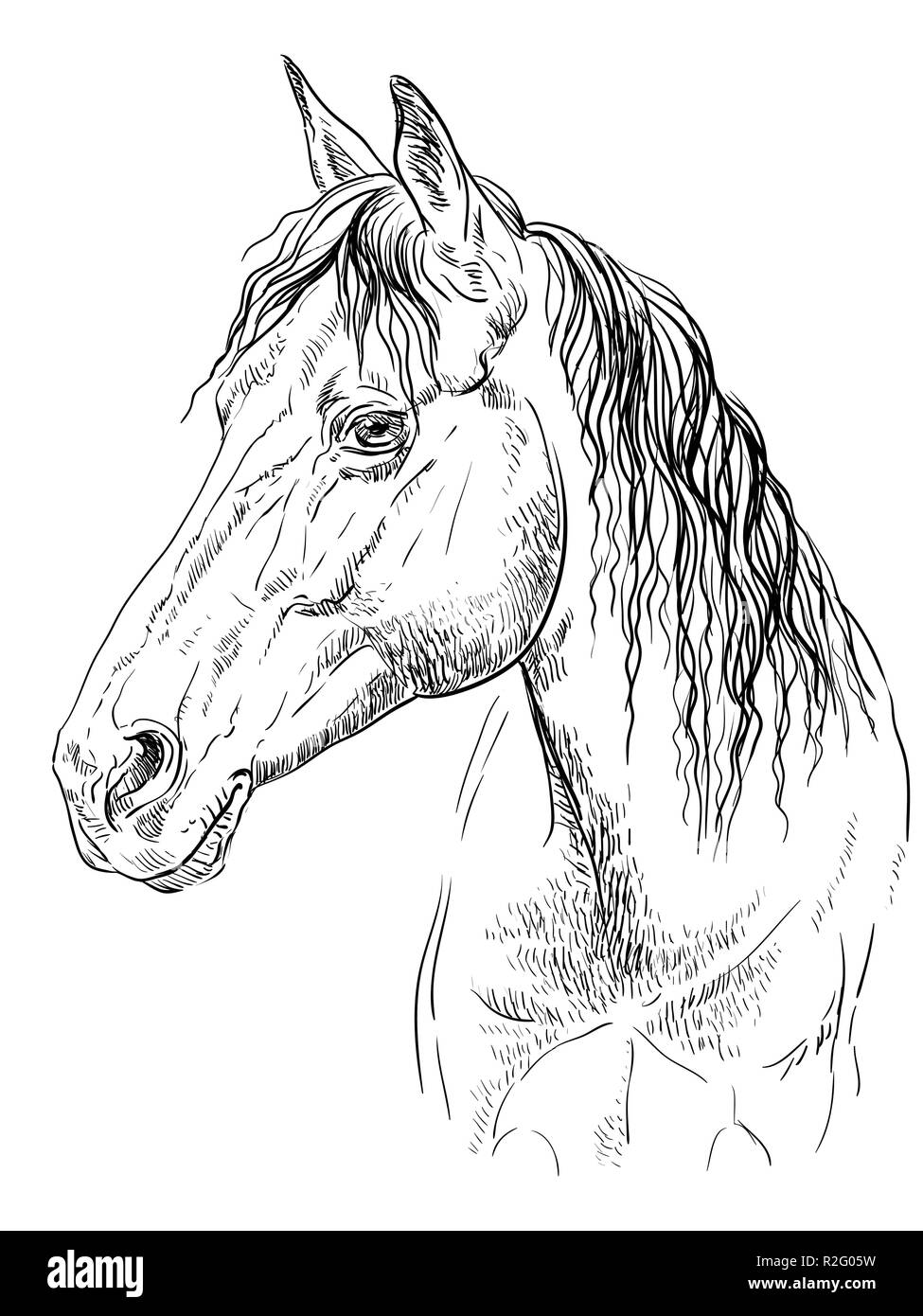 Portrait de cheval. Tête de cheval de profil en couleurs monochromes isolé sur fond blanc. Vector illustration dessin à la main Illustration de Vecteur