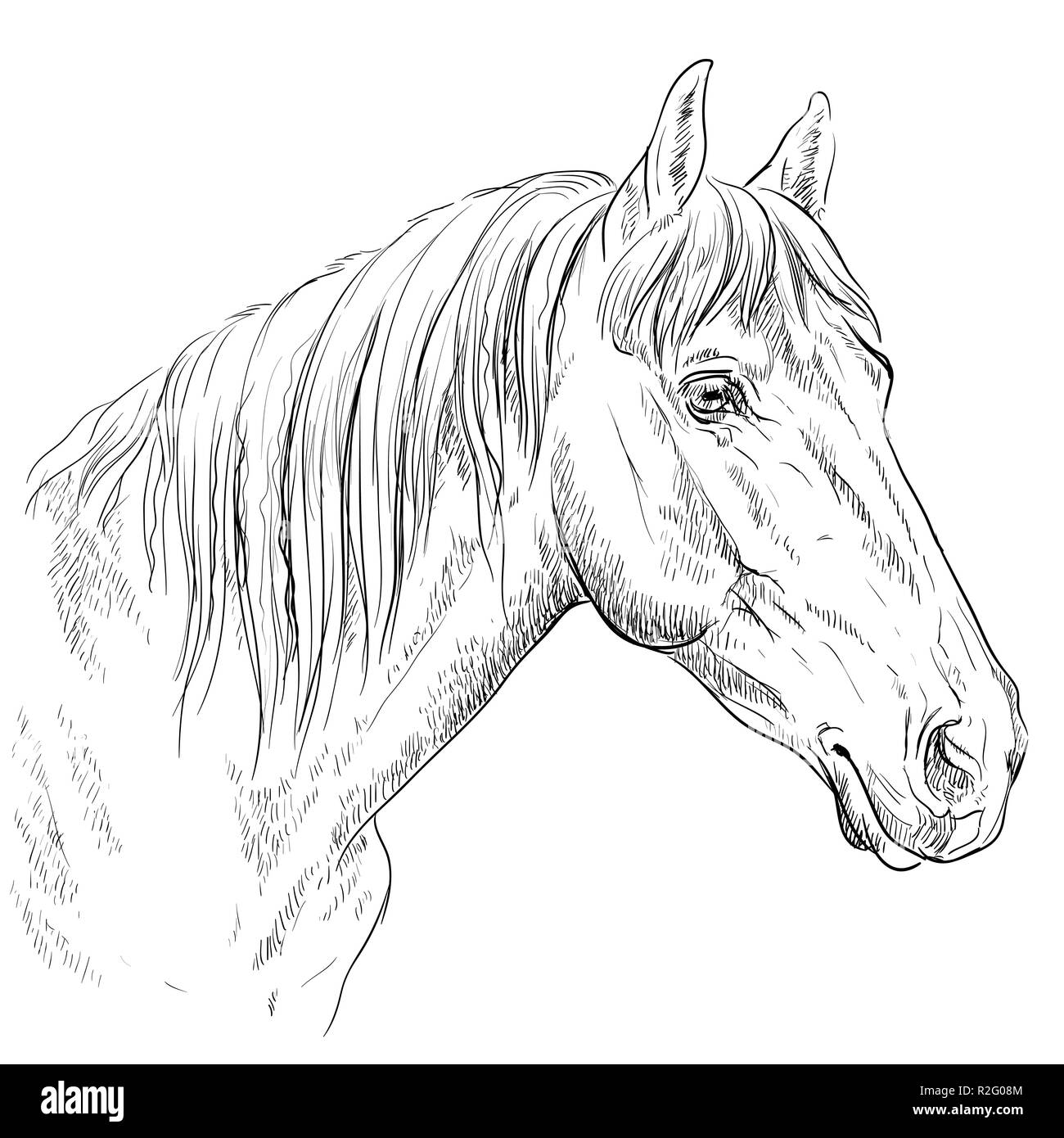 Portrait de cheval. Tête de cheval de profil en monochrome couleur isolé sur fond blanc. Vector illustration dessin à la main Illustration de Vecteur