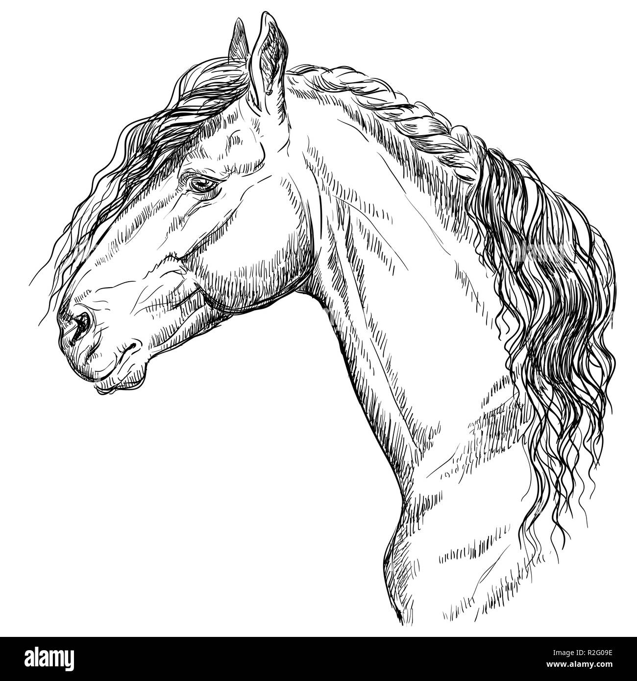 Cheval frison portrait. Tête de cheval de profil en monochrome couleur isolé sur fond blanc. Vector illustration dessin à la main Illustration de Vecteur