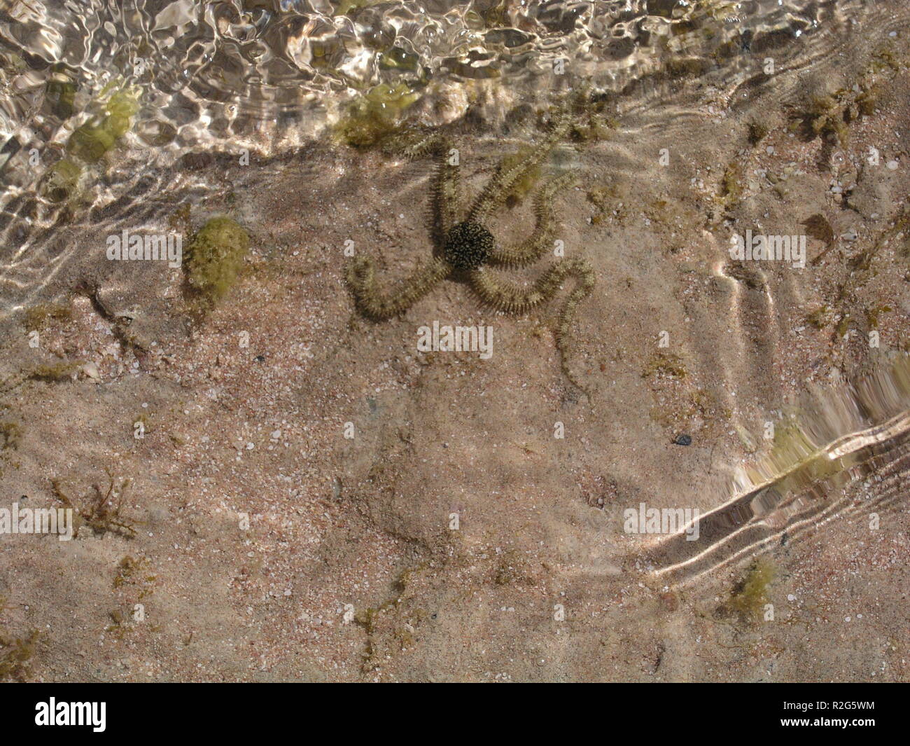 Cours de plongée dans la maison de vacances Banque D'Images