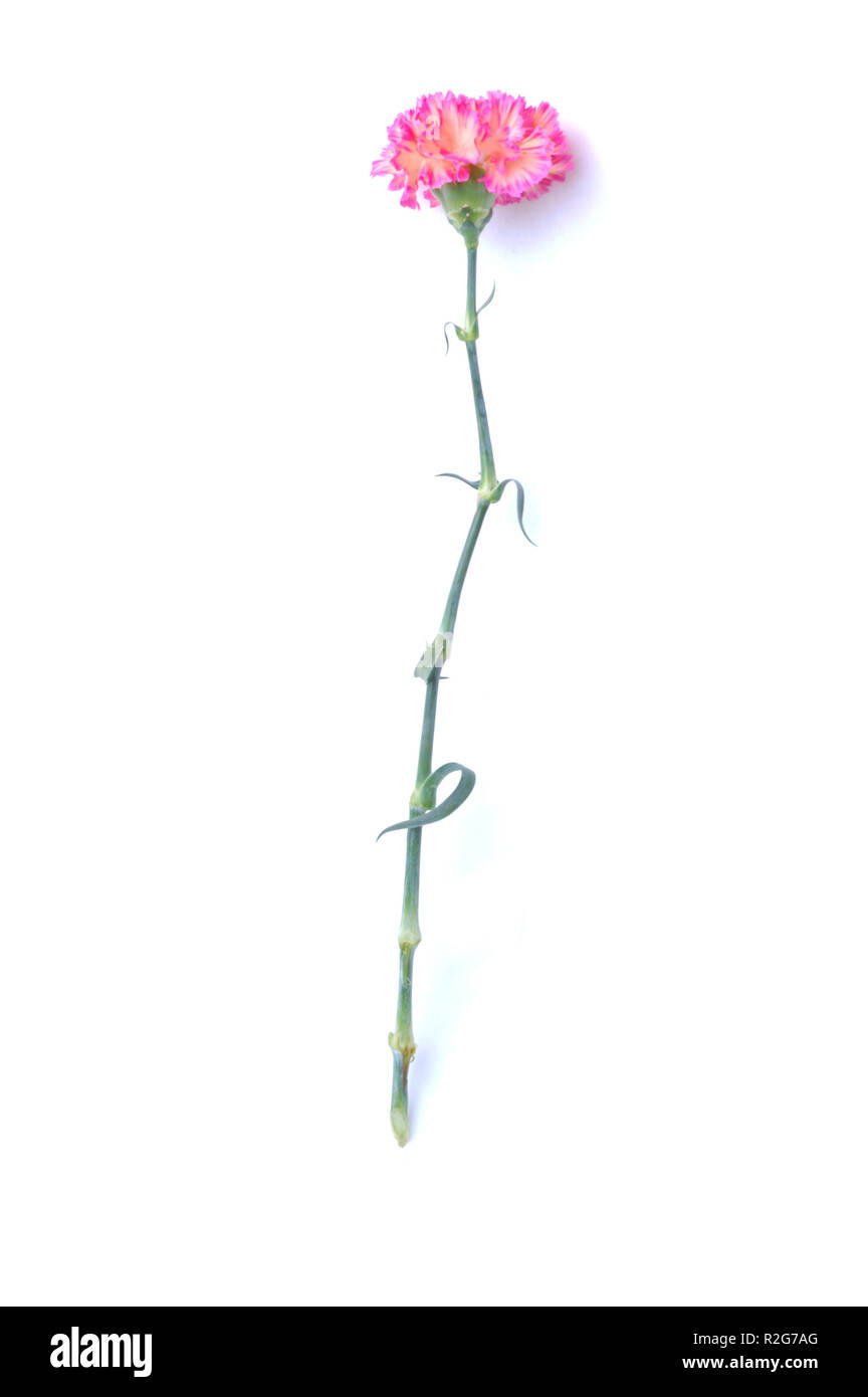 jour de mai Banque D'Images