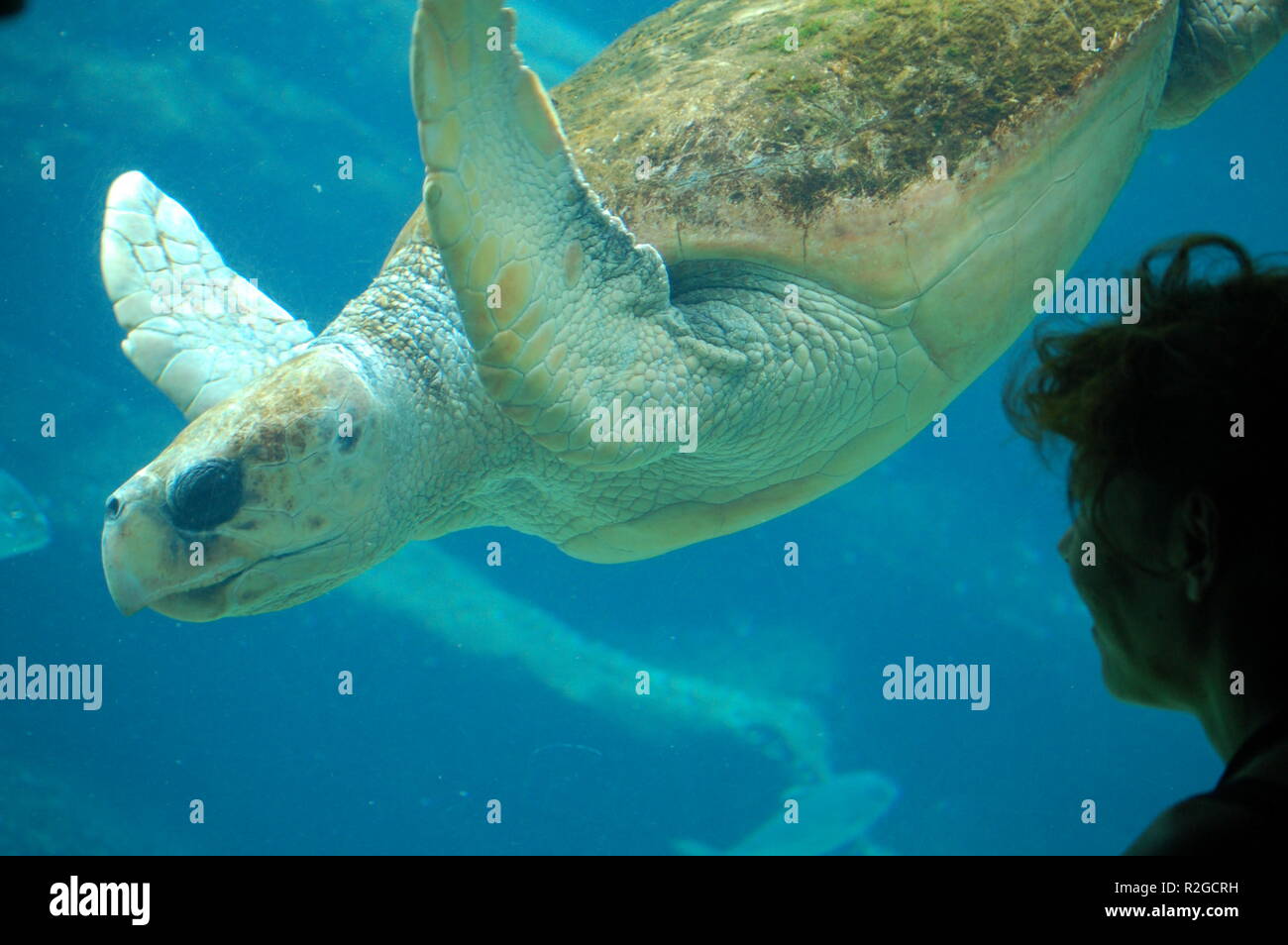 Sea u200BU200bturtle Banque D'Images