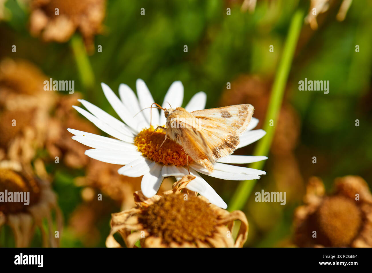 Moth On White Bietou Banque D'Images