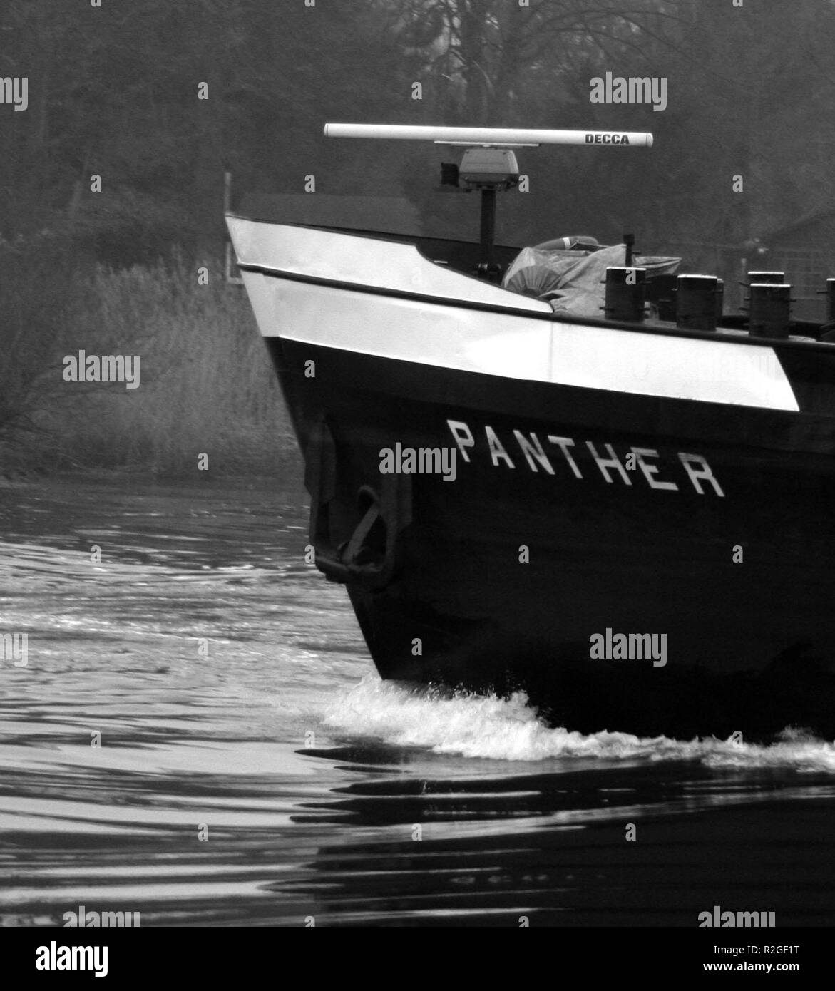 Le fleuron de la panthère Banque D'Images