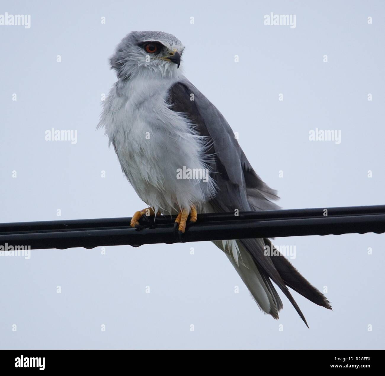 Kite épaulée noir Banque D'Images