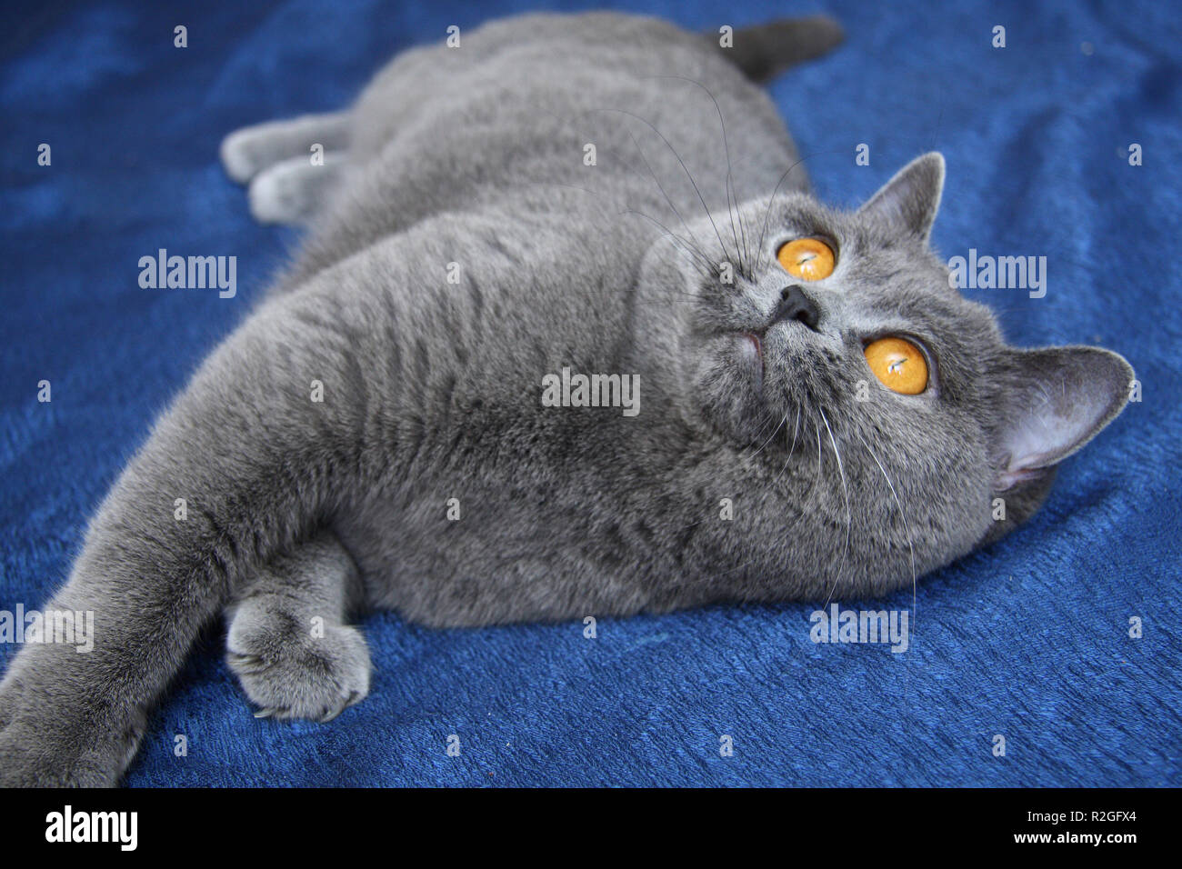 British Bleu Avec Chat Yeux Orange Charmant Chat Britannique Avec Ses Yeux Orange Se Trouve Sur Un Fond Bleu Et Recherche Photo Stock Alamy British Bleu Avec Chat Yeux Orange Charmant Chat Britannique Avec Ses Yeux Orange Se Trouve Sur Un Fond Bleu Et Recherche Photo Stock Alamy