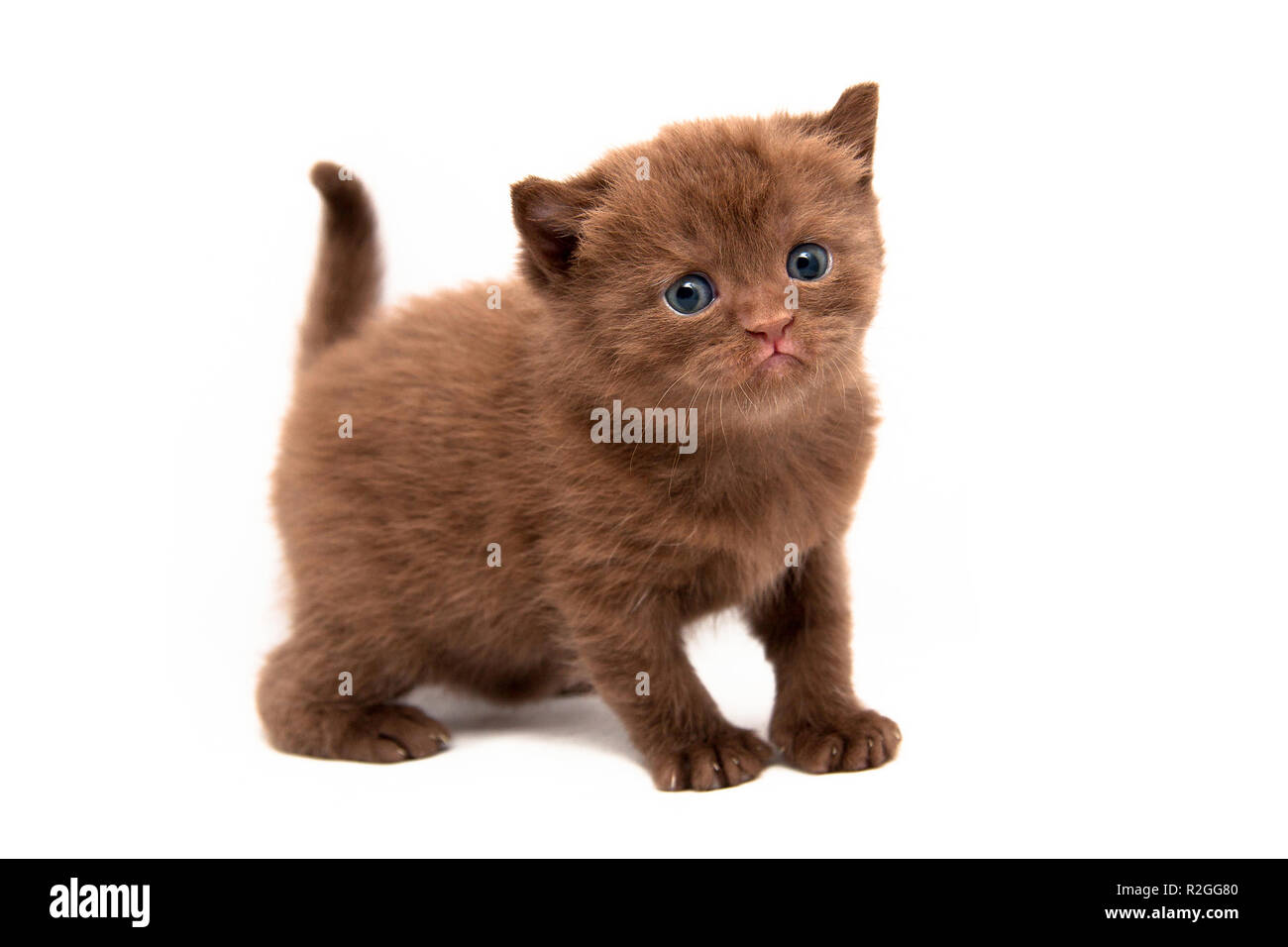 Un petit chaton British chocolat se trouve dans toute la hauteur isolé sur un fond blanc et l'air dans l'appareil photo Banque D'Images