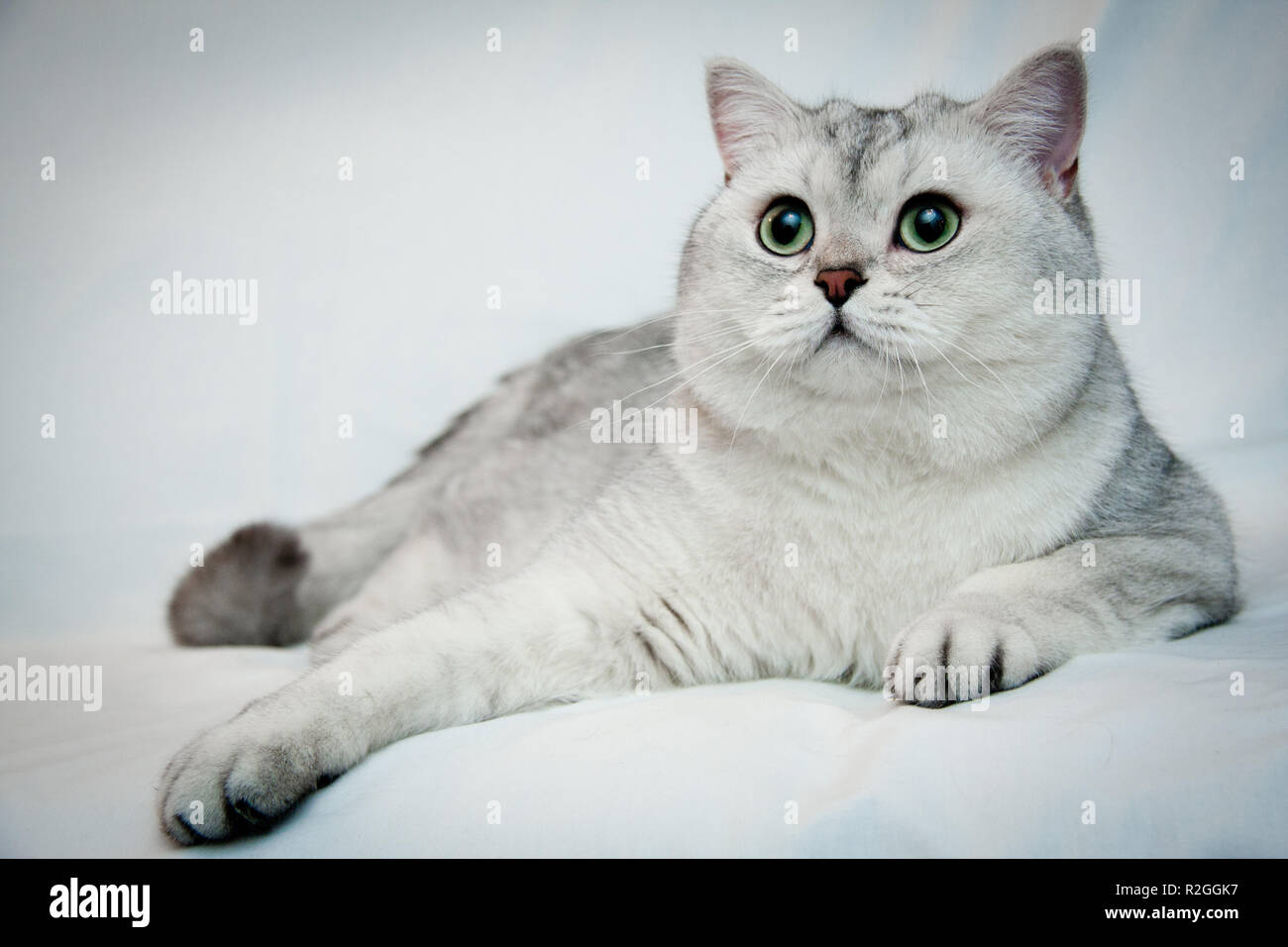 Silver British Shorthair Banque D Image Et Photos Alamy Silver British Shorthair Banque D Image Et Photos Alamy