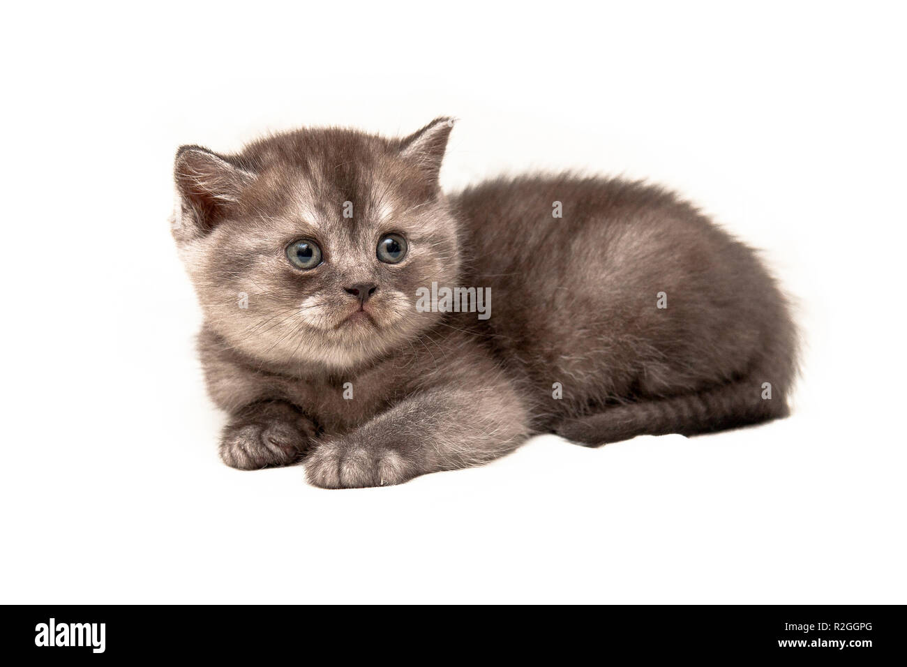 La petite fumée noire chaton British se trouve sur un fond blanc isolé Banque D'Images