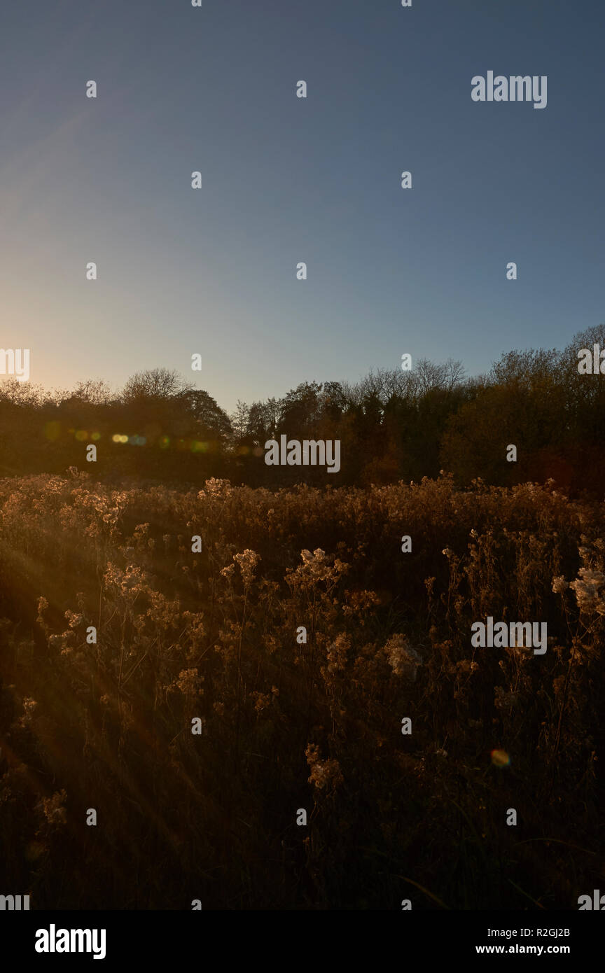 Des paysages de faible soleil d'hiver Banque D'Images