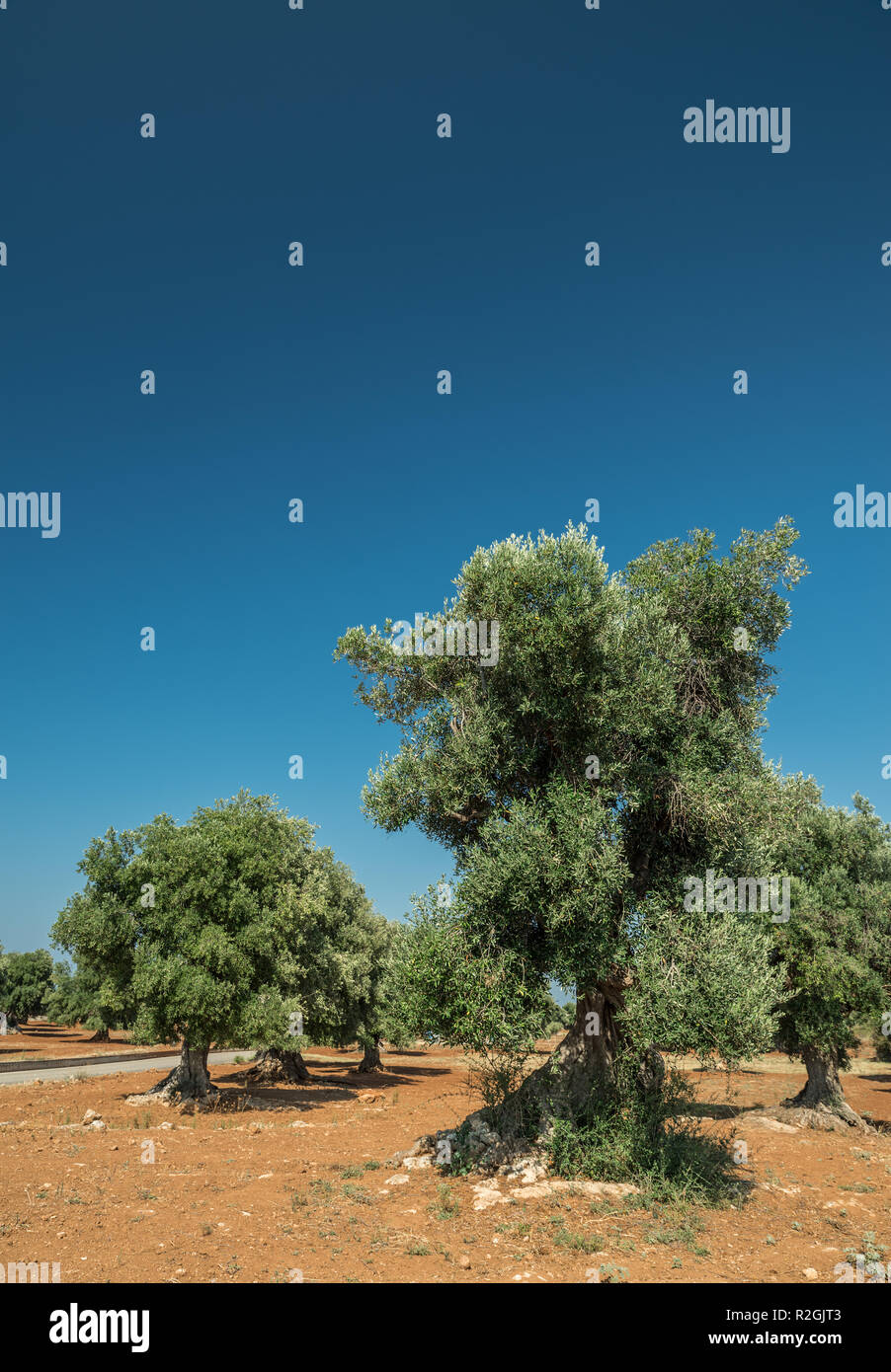 Plantation olive méditerranéenne avec un vieil olivier au premier plan. Banque D'Images