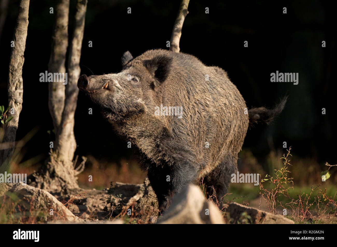 Sanglier, sus scrofa Banque D'Images