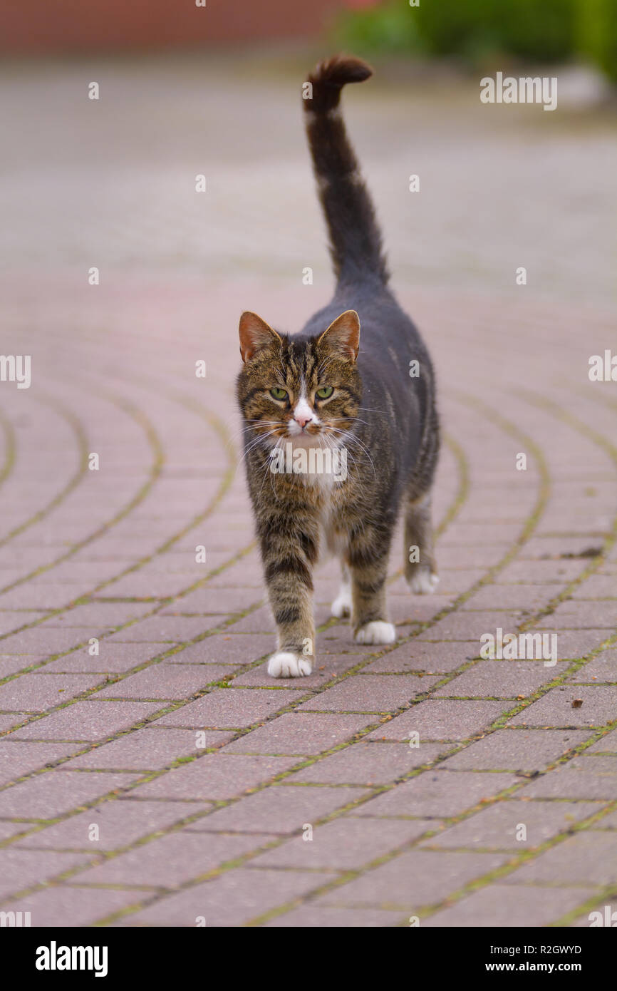 Un chat est exécuté sur une rue pavée Banque D'Images