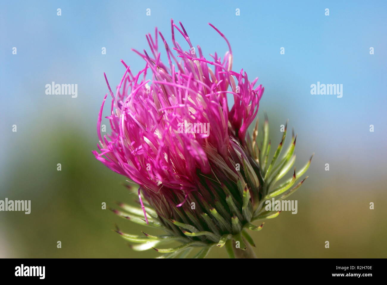 Fleurs des alpes Banque D'Images