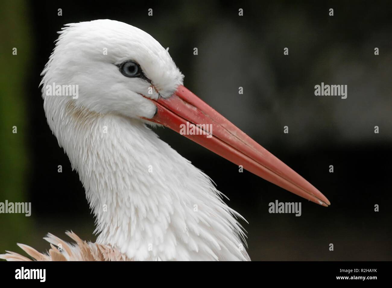 Cigogne blanche portrait Banque D'Images