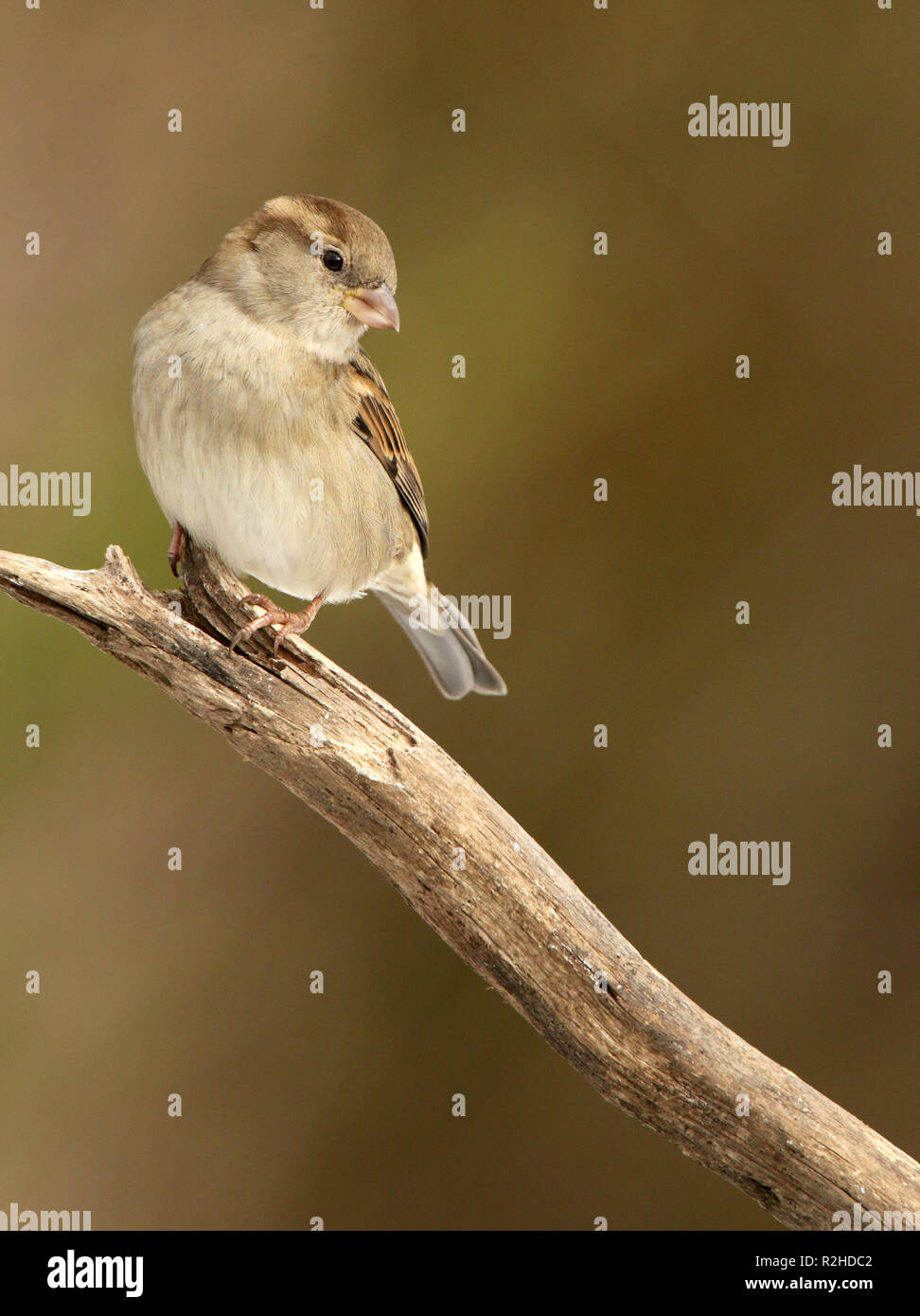 Moineau domestique femelle perchée sur Branch Banque D'Images