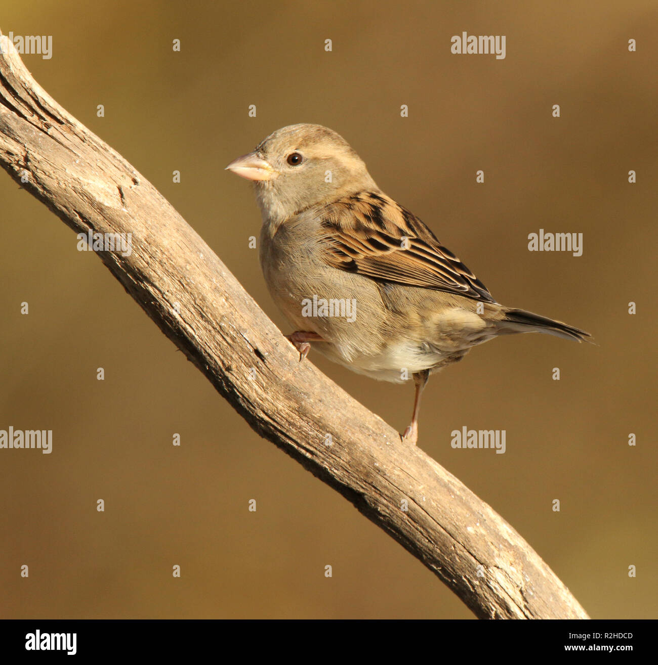 Moineau domestique femelle perchée sur Branch Banque D'Images