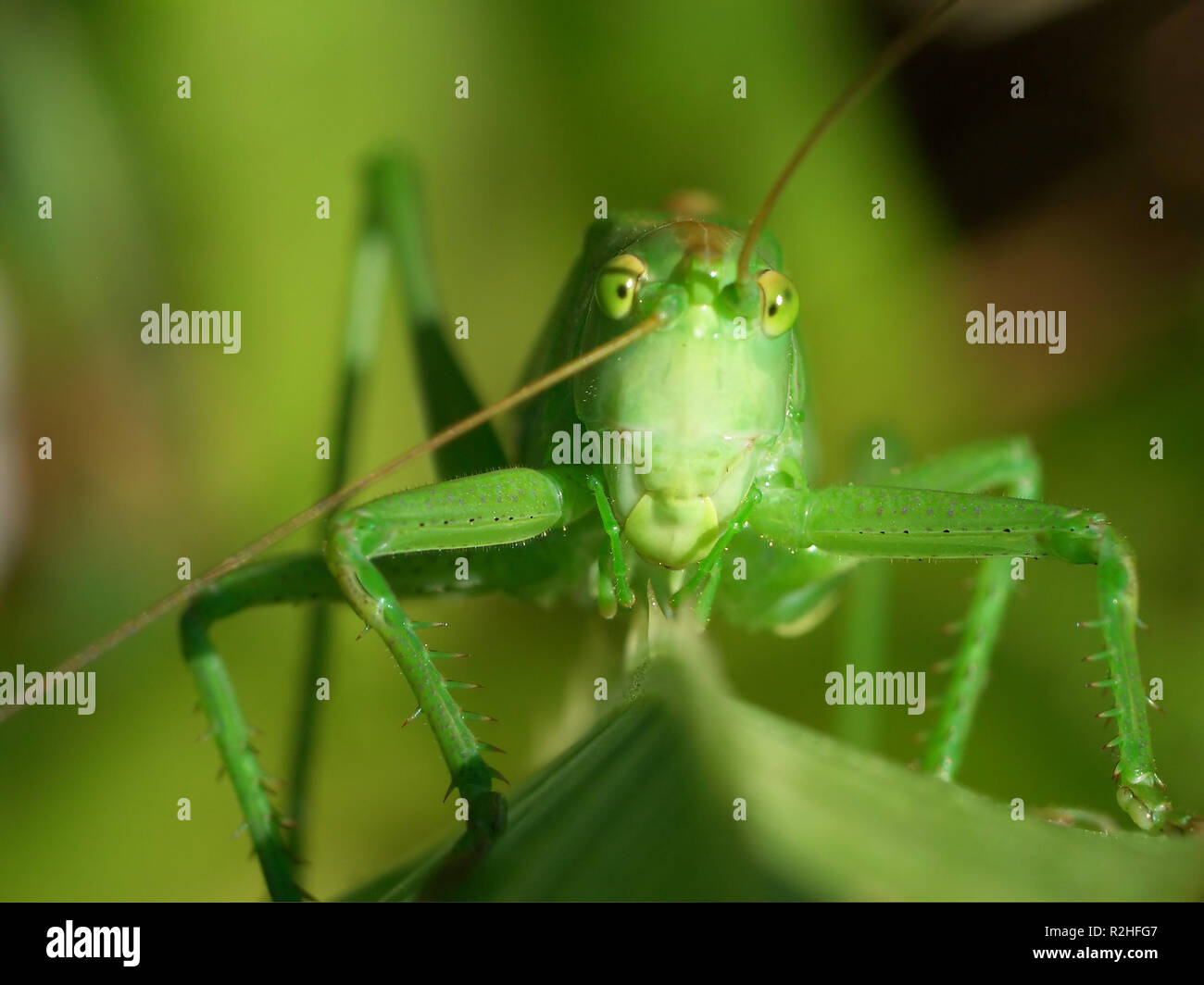 Grande sauterelle Banque D'Images