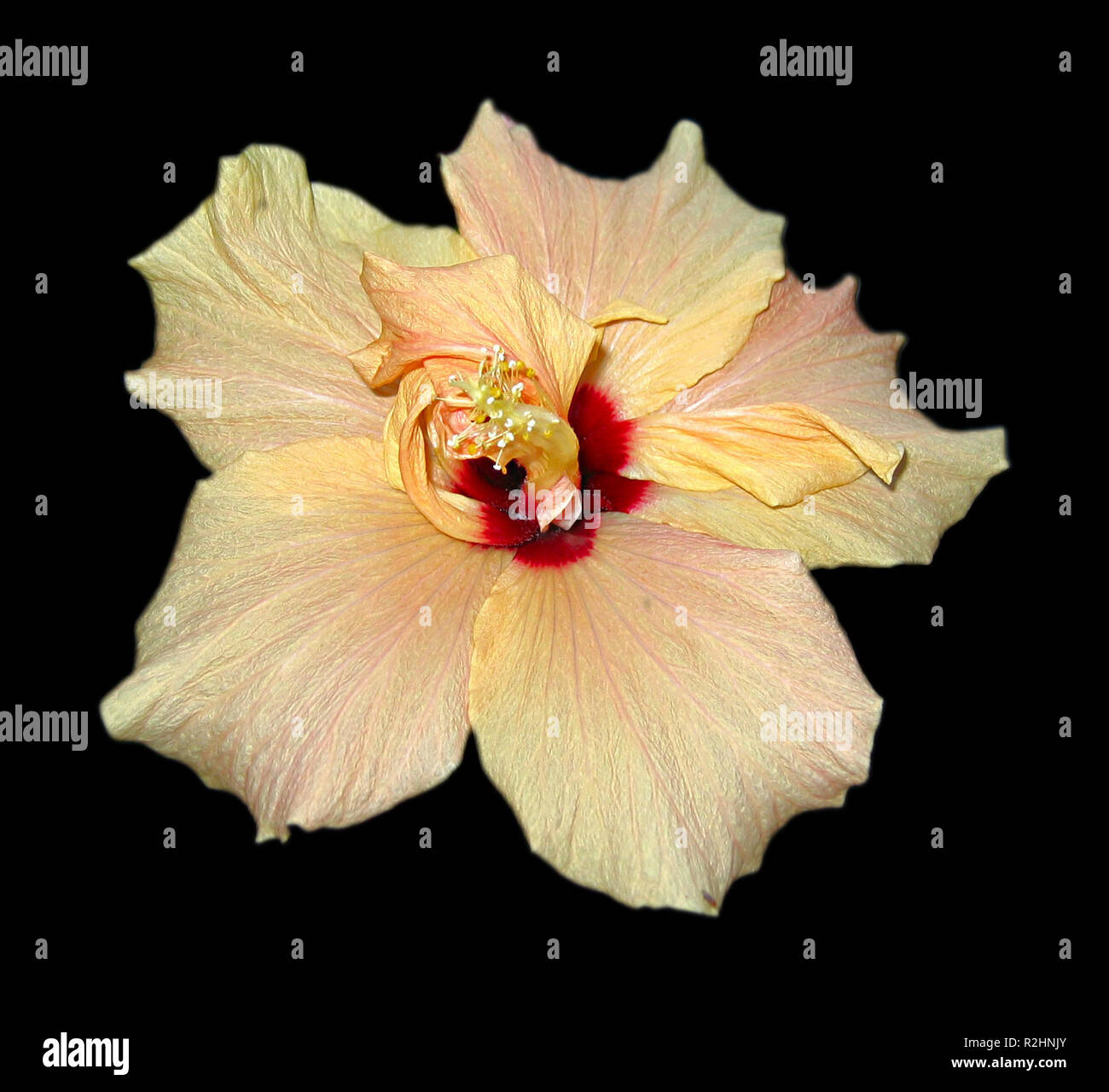 Hibiscus Banque D'Images