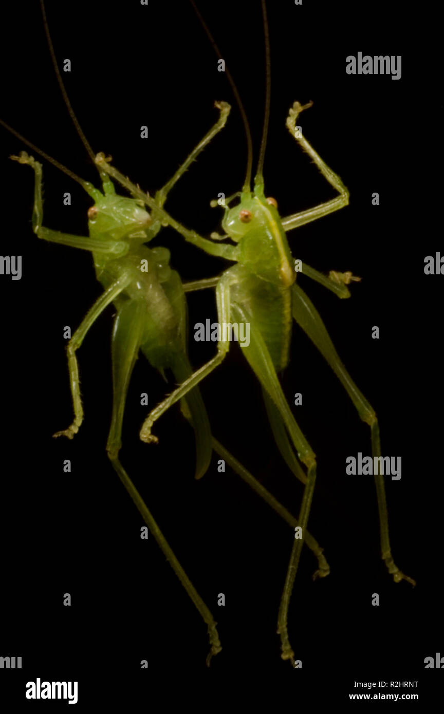 Trémies de danse Banque D'Images