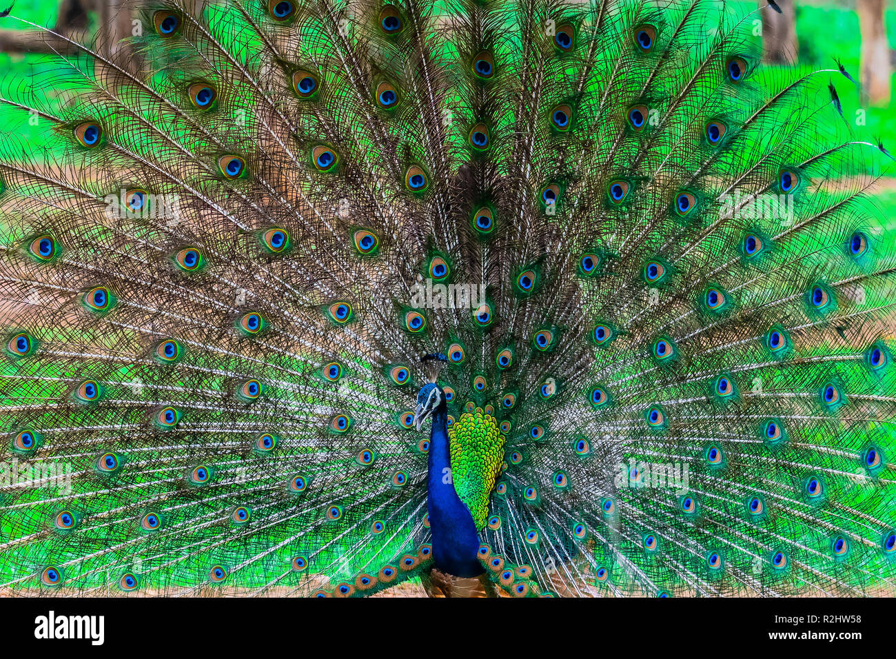 Peacock indien, oiseau national de l'Inde Banque D'Images