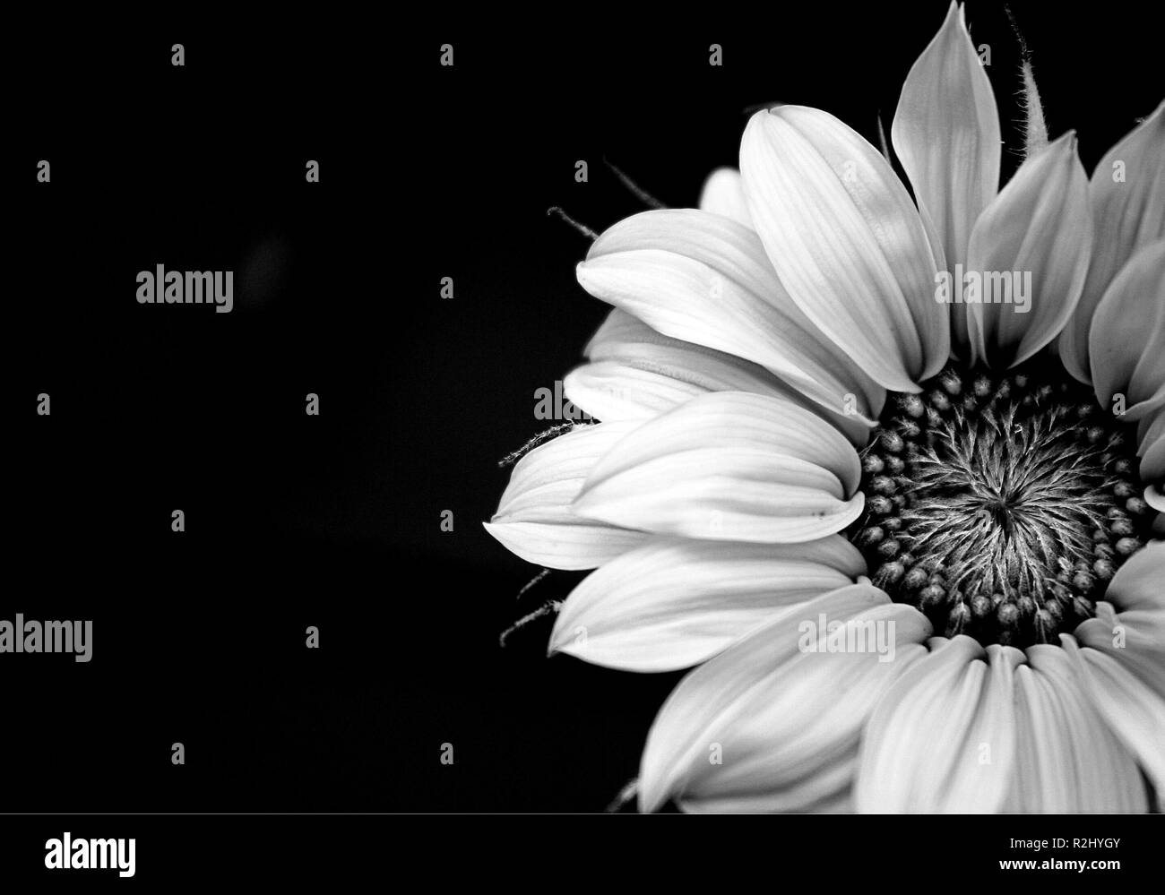 soleil noir Banque D'Images