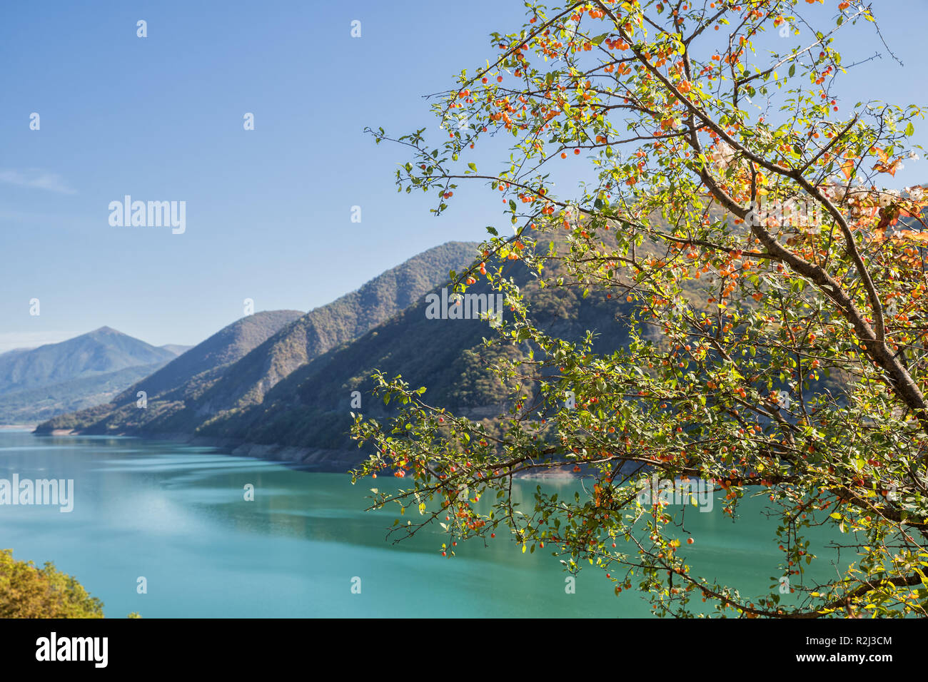 Pommier sauvage sur le Réservoir Zhinvali sur banque de fleuve Aragvi, Géorgie. Paysage pittoresque en automne journée ensoleillée Banque D'Images