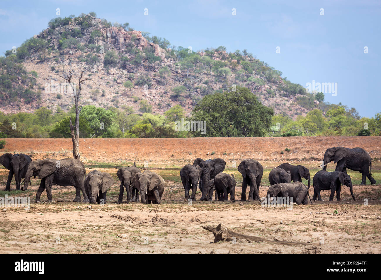 Bush africain elephant troupeau dans un paysage du parc national Kruger, Afrique du Sud ; espèce de la famille des Elephantidae Loxodonta africana Banque D'Images
