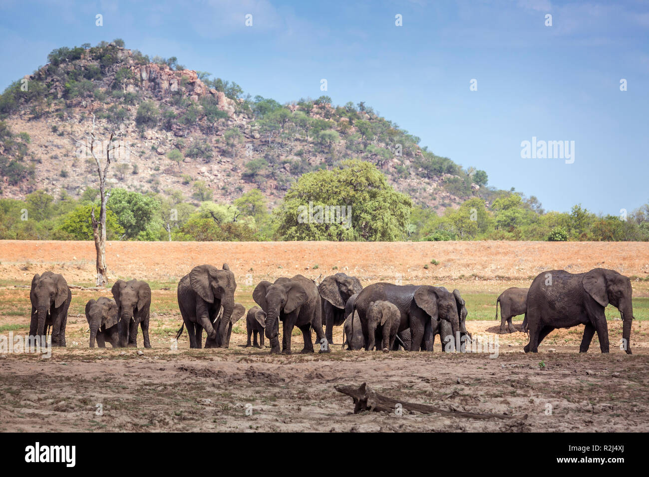 Bush africain elephant troupeau dans un paysage du parc national Kruger, Afrique du Sud ; espèce de la famille des Elephantidae Loxodonta africana Banque D'Images