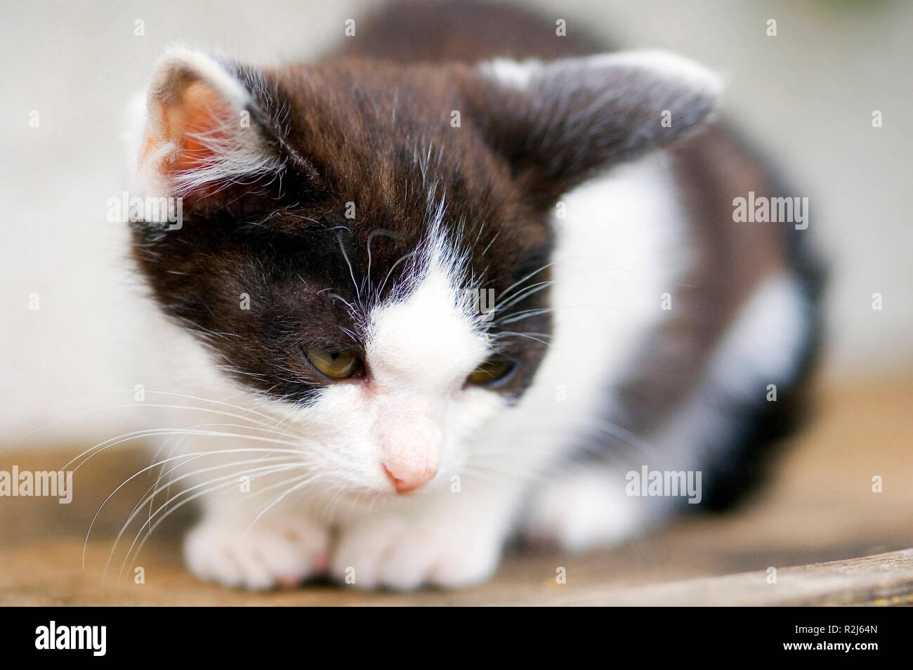 chat botté Banque D'Images