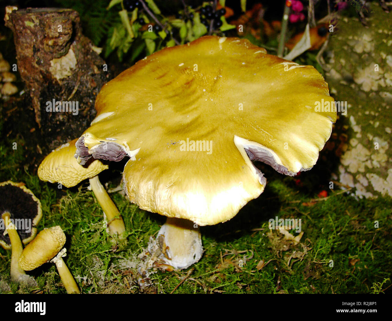 Stropharia rugosoannulata brun rouge Banque D'Images