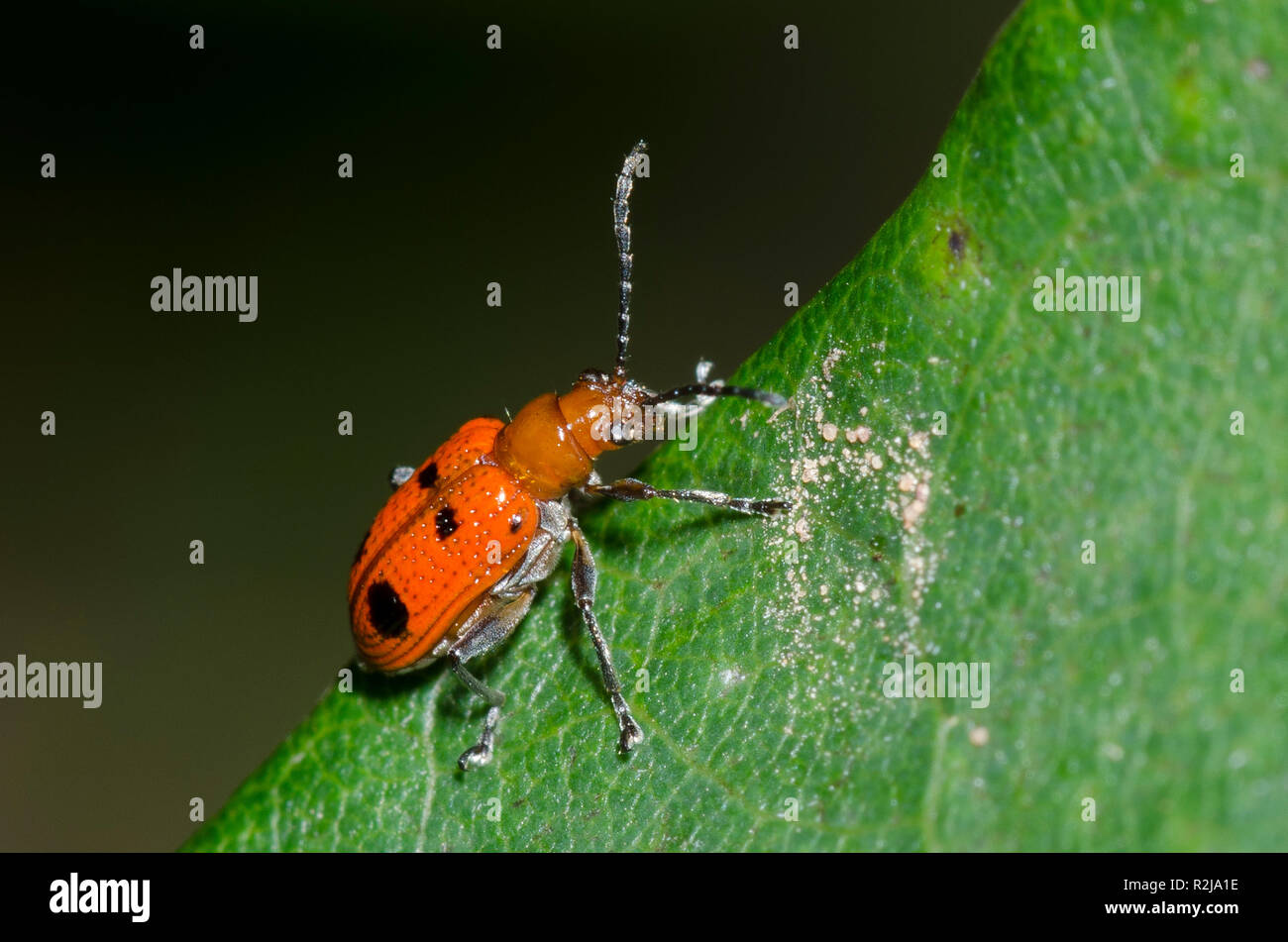 Leaf Beetle, Neolema sexpunctata Banque D'Images