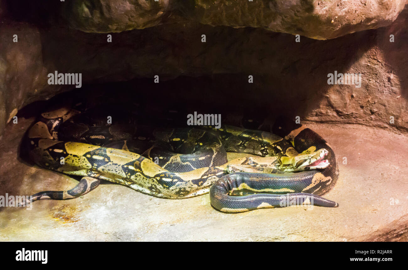 Deux serpents boa constrictor ensemble sous un rocher l'un avec la bouche ouverte Banque D'Images