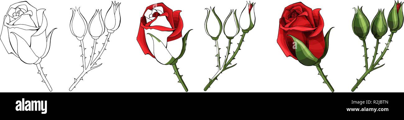 Roses dessin à la main et colorés. L'essor de Rosebud. Vector illustration. Illustration de Vecteur