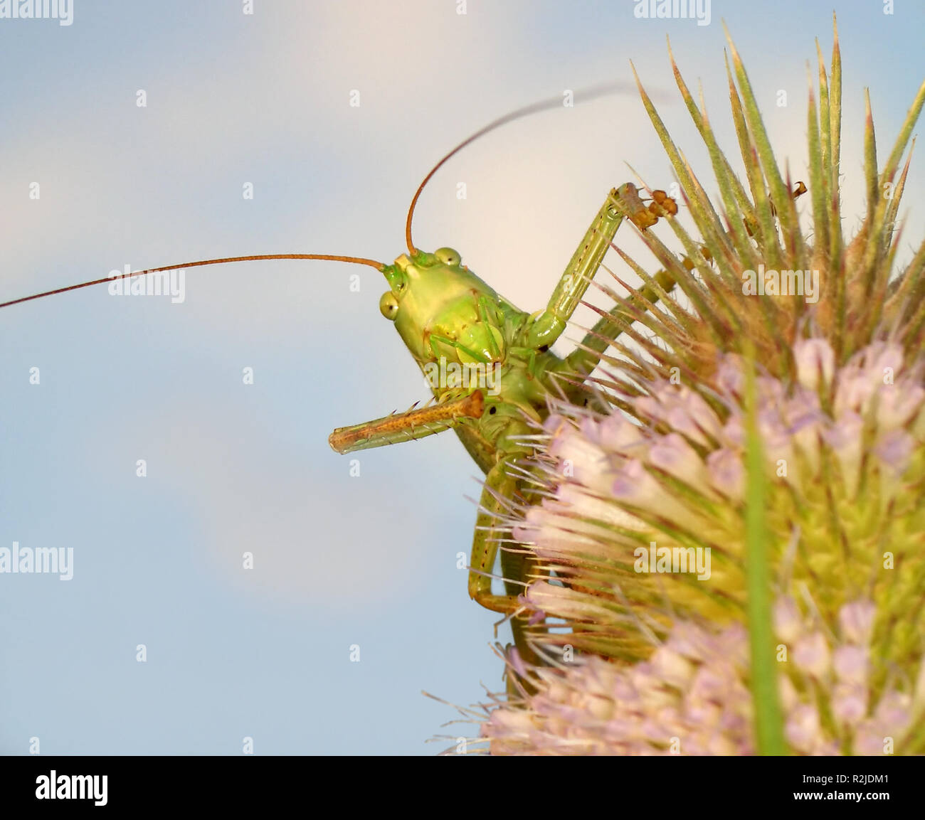 Grande sauterelle (3) Banque D'Images