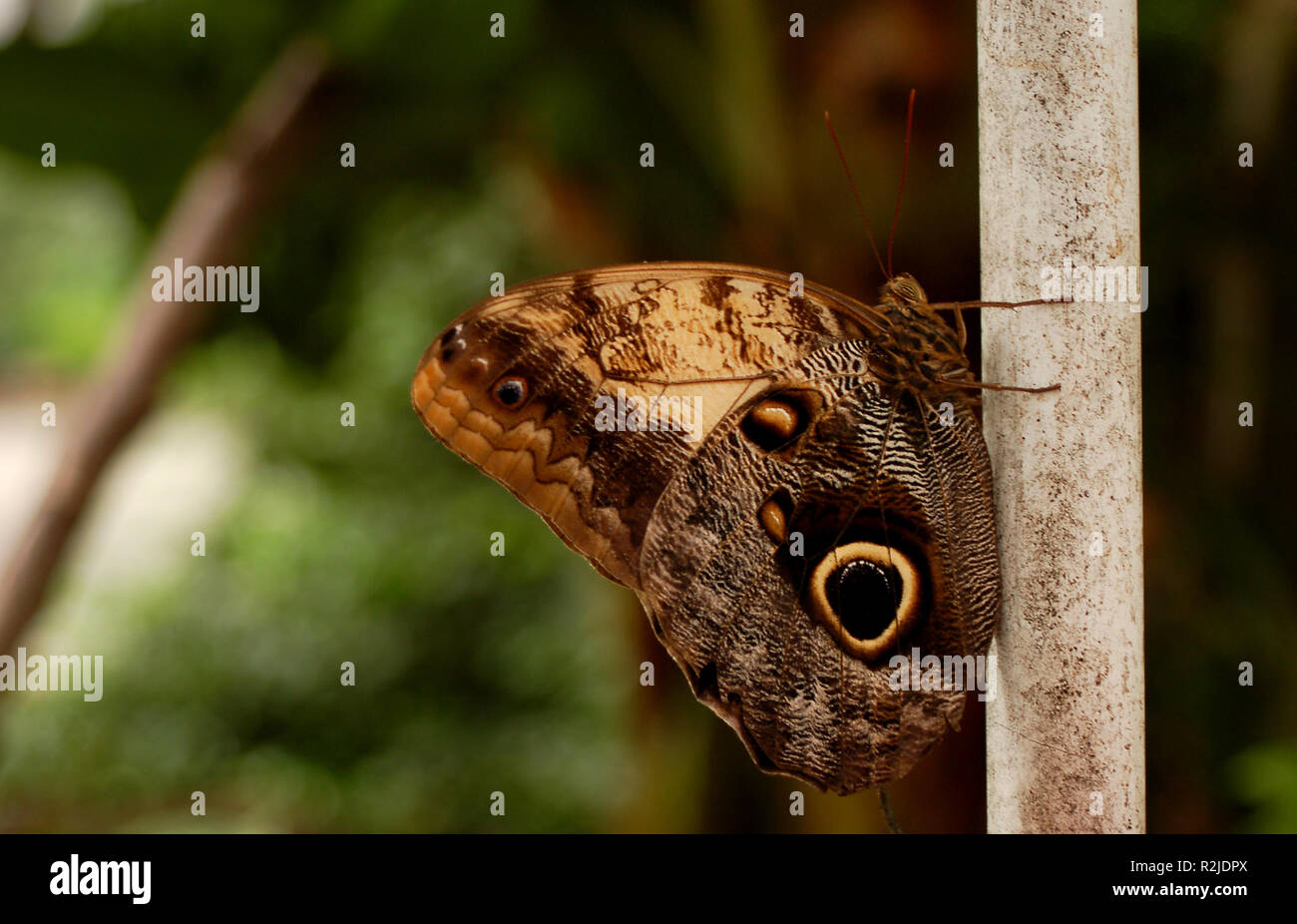 Papillon caligo beltrao (banane) Banque D'Images