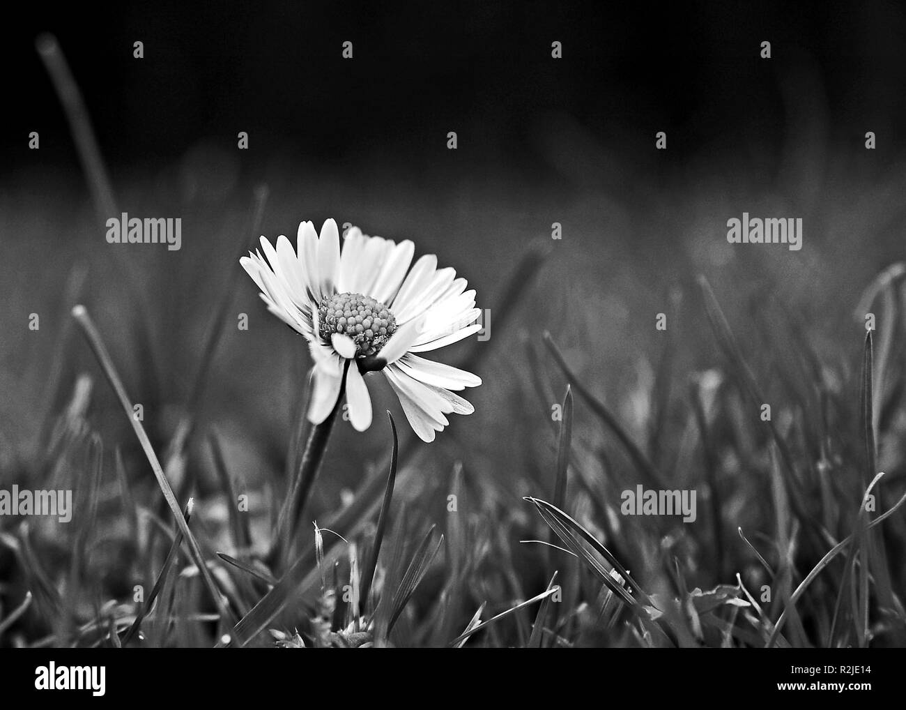 Monochrome daisy Banque D'Images