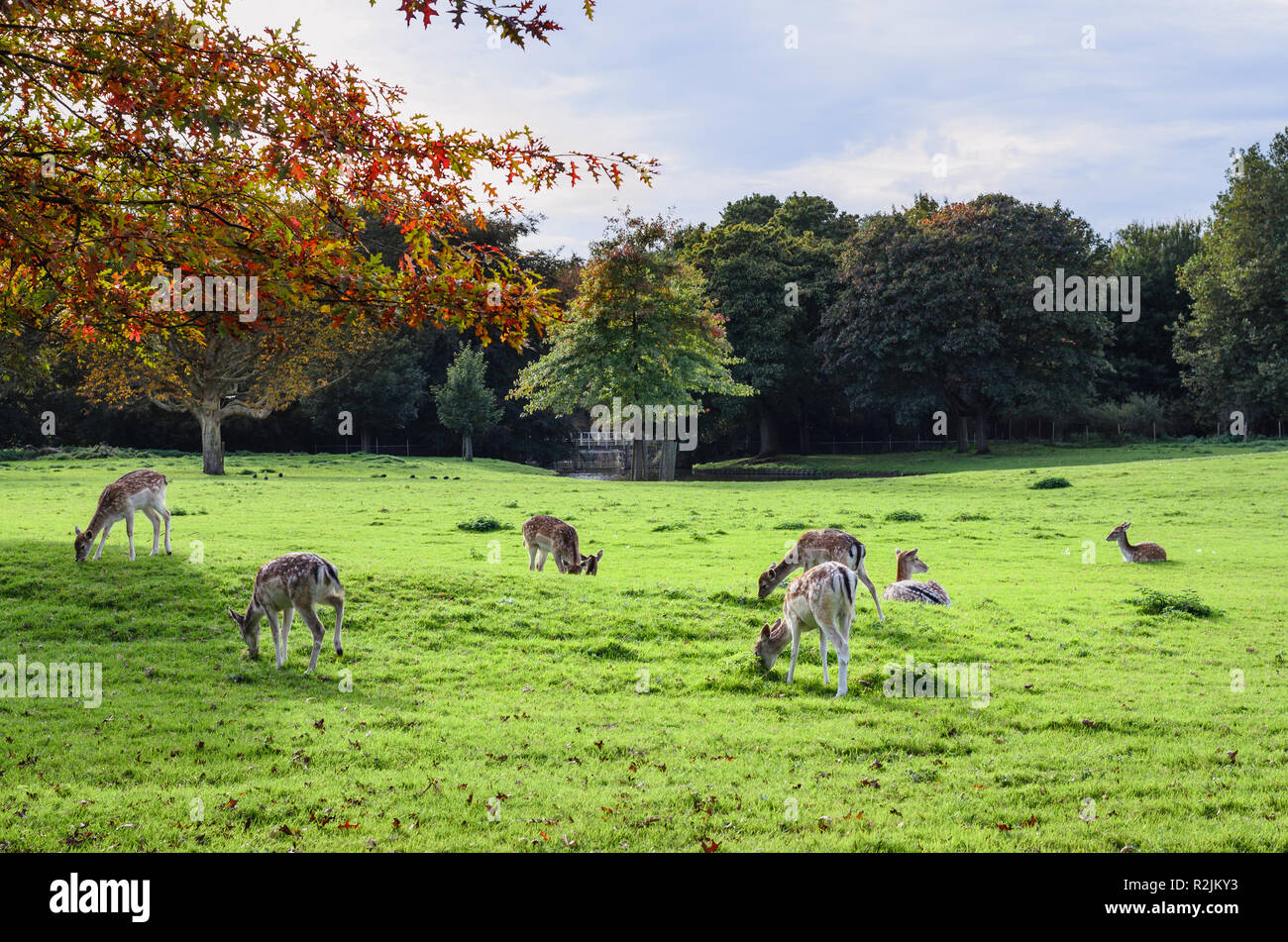 Troupeau de cerfs dans habitat naturel sur un champ d'herbe Banque D'Images