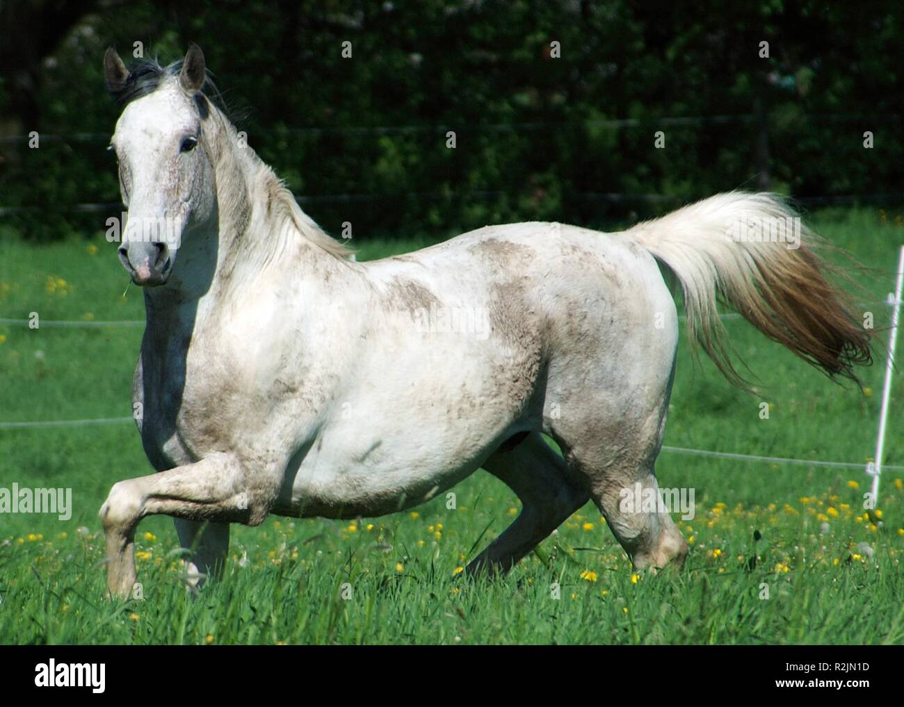 Cheval blanc Banque D'Images