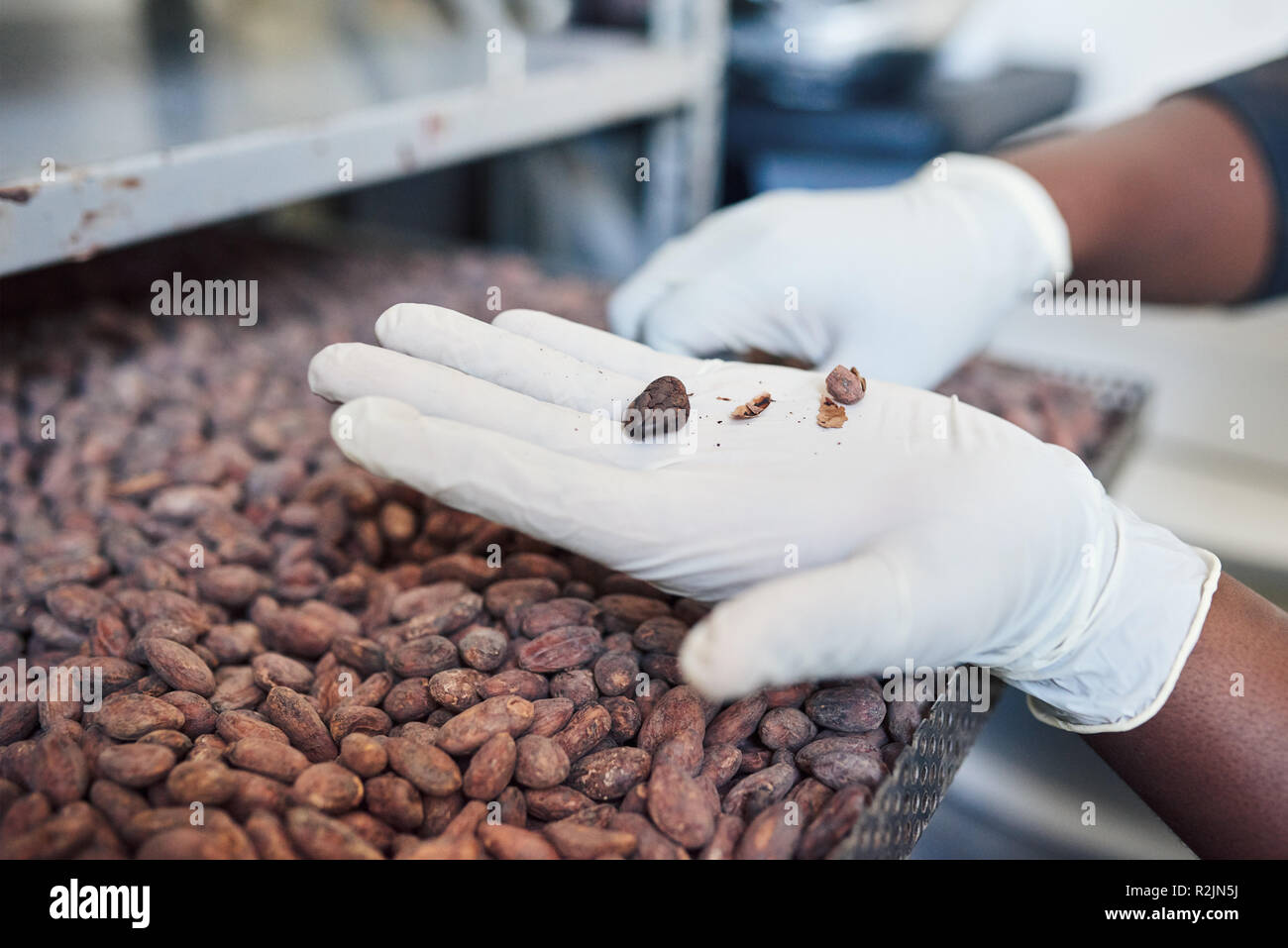 Tri des travailleurs les fèves de cacao à partir d'un bac d'usine Banque D'Images